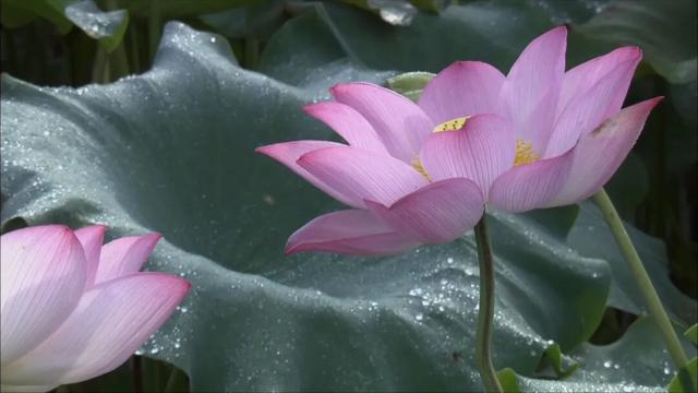 江西一座低调的古镇藏着50多幢明清豪宅，全球最大的莲花池就在此