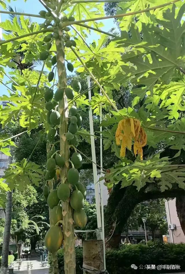致秋｜ 陈绍炎