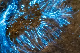 天津海岸边现“蓝眼泪”景观图片