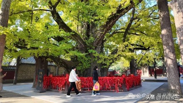 今天现场实拍！浮来山银杏树美到这个样子