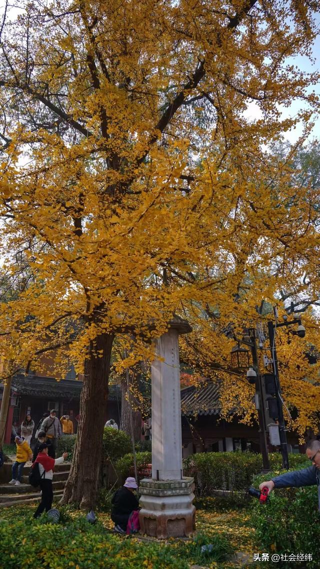 枫染栖霞醉金陵！明秀山红叶铺就秋日限定画卷