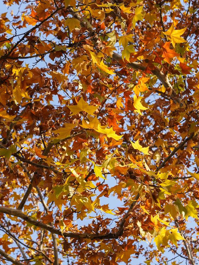 南京毗卢寺｜一场被银杏染金的秋日静心之旅