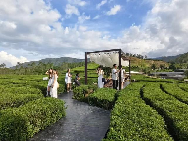 惠聚美好丨一片叶子，带火了博罗这个镇