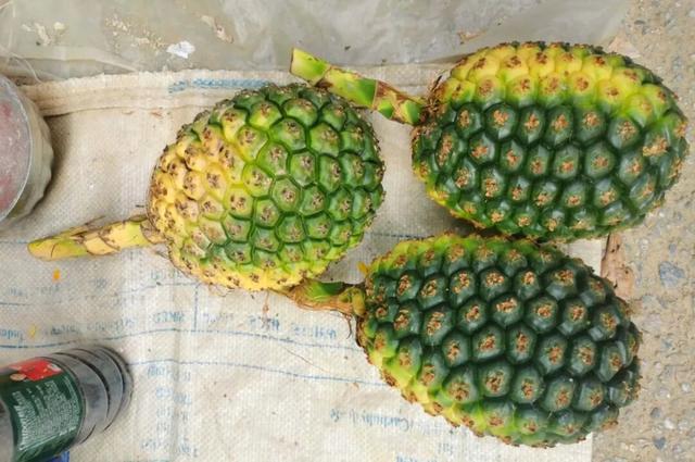 趁墟了喂！打卡从化鳌头墟，感受烟火里的人文慢时光