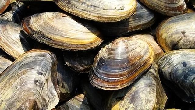 乡忆散文：踏鸡冠【1】