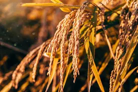 #1045沈阳新闻# 云记录——我省首家独角兽企业~沈阳十月稻田集团为企业高质量发展注入新动能!图片