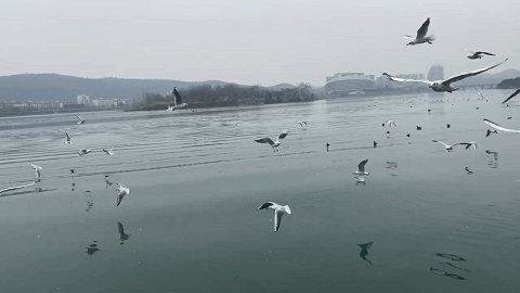 周末就冲！成都出发40min直达浪漫小城，喂海鸥逛古寺！