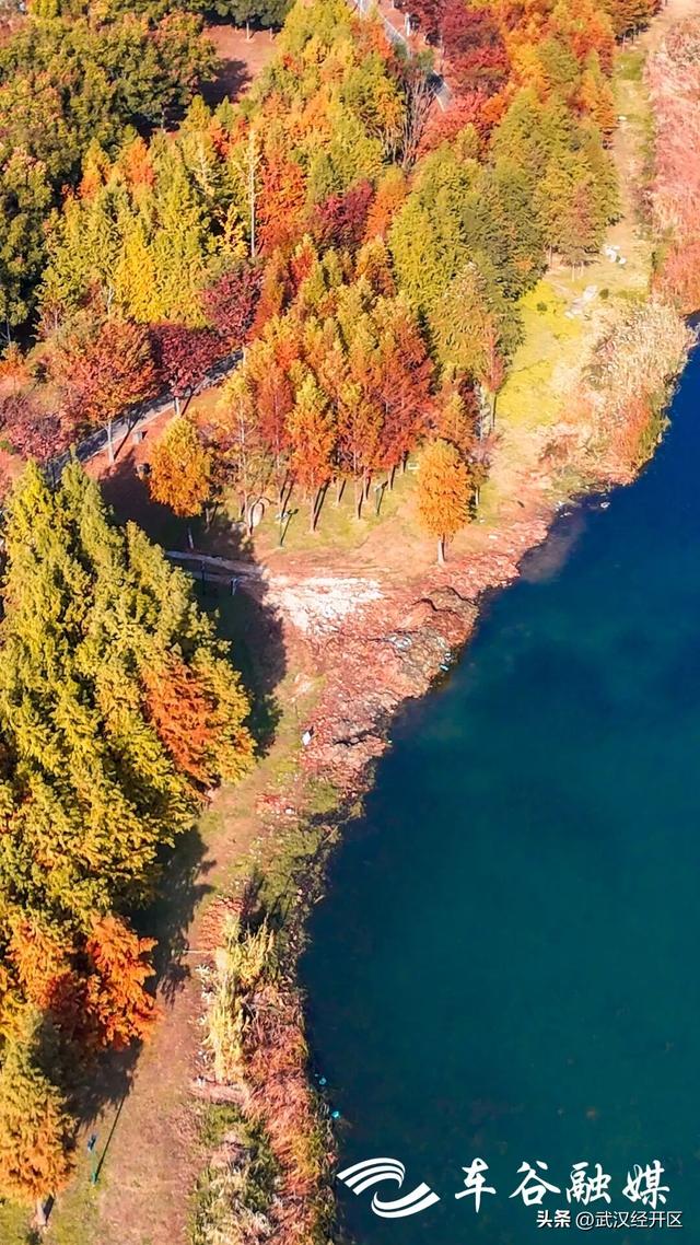 橙黄橘绿时 武汉经开区斑斓如画