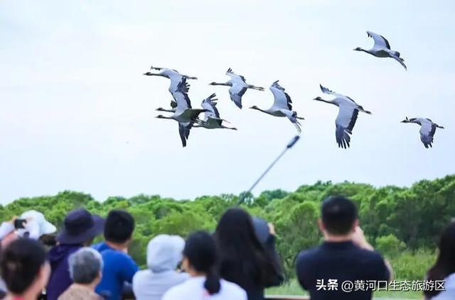 【黄河口生态旅游区】秋日出游全攻略 赏“大自然的调色盘”