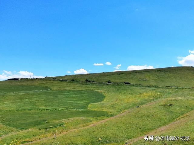 新疆江布拉克：森林草原麦田集结地