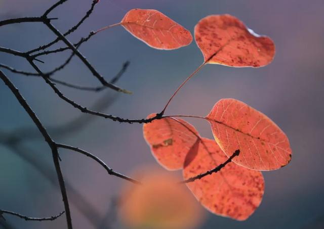 这才是秋天该有的样子~