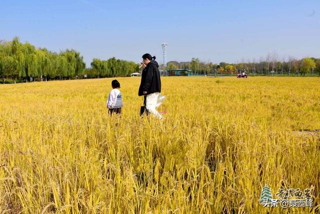 【风光】长安公园稻谷香