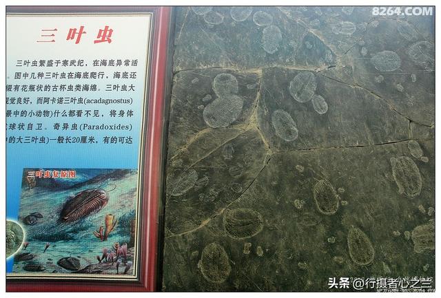 山东行游影记（36）—平邑天宇自然博物馆（十一）