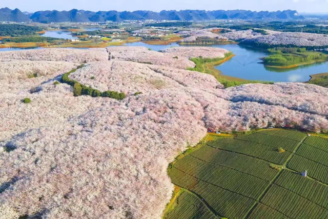 万亩樱雪魅黔中！这片“蓝色星球”最大樱花园竟是如此诞生