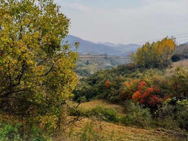 什么叫层林尽染？马谷田镇义和寨东边的堰塘寺告诉您！