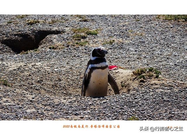 南极南美三国行游影记（76）—阿根廷旁塔汤布国家公园（三）