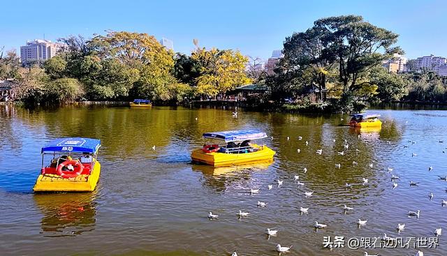 昆明蓝配翠湖银杏黄——藏着昆明最温柔的冬天