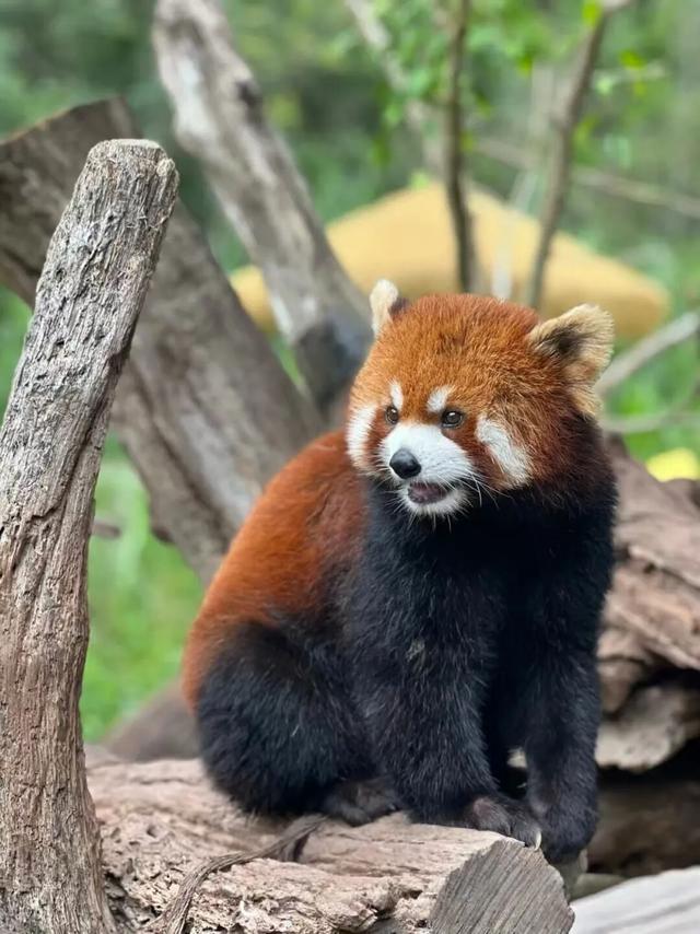 车轮停转，茶香登场！除了骑行，普洱的这些地方你值得去→