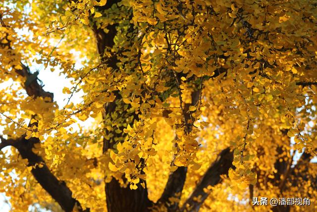 苏州石壁永慧寺，冬日金灿灿的世界，这里的古银杏和寺庙完美组合