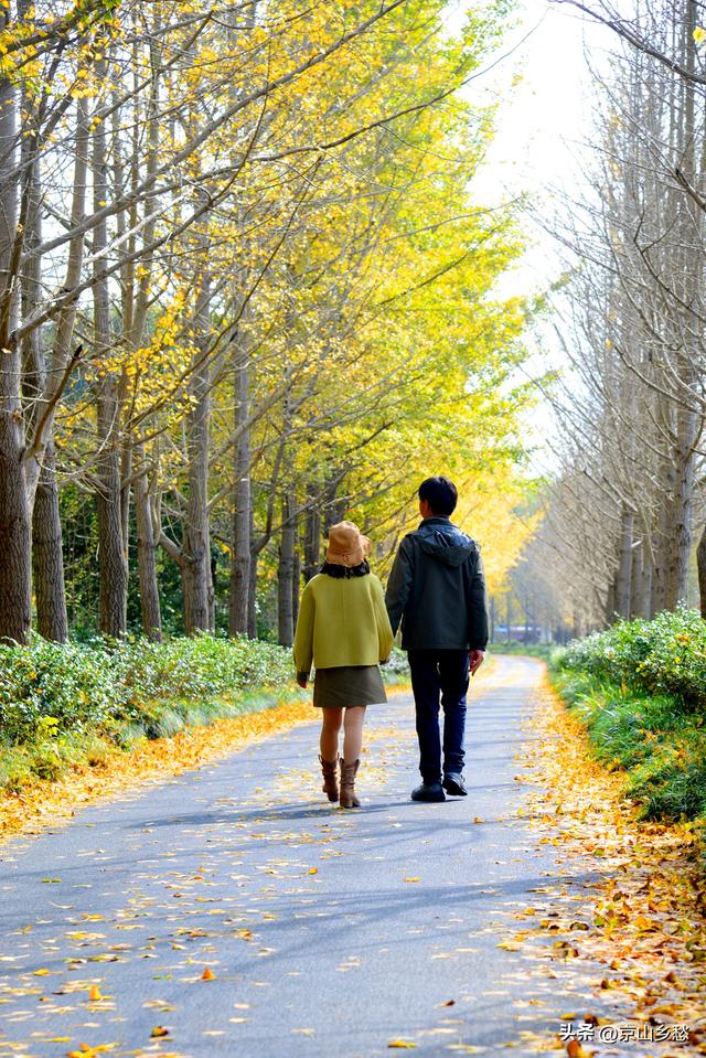 京山虎爪山赏秋：来得迟，景正好