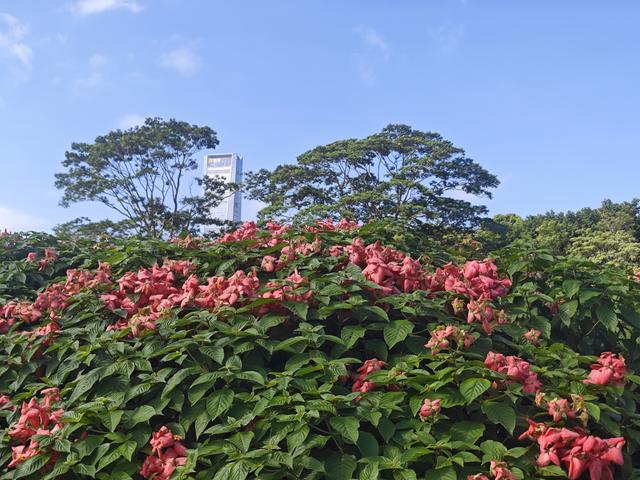 从学苑大道入大沙河绿过大学城后进深圳弯公园流花山景点【高清】