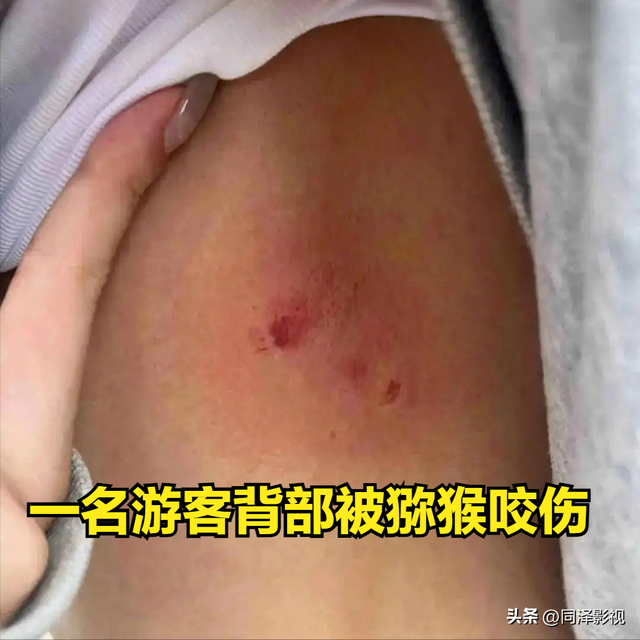 为护猴怒骂环卫工，南京男子遭网暴后道歉！景区：猴子太多会咬人