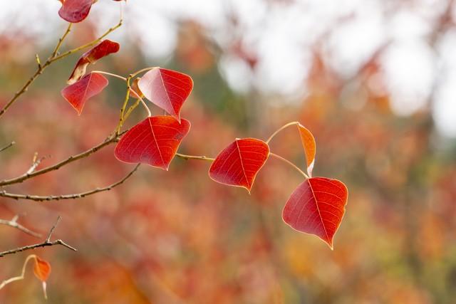 秋日红叶全攻略：认准这几棵树，带你解锁最美中国红！