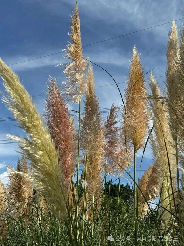 秋天的浪漫信号，是从白云随风摇曳的蒲苇开始