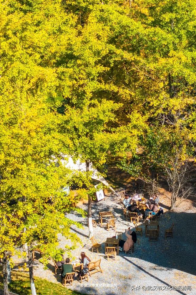 直冲20°C！武汉赏秋天花板，上新3个玩法