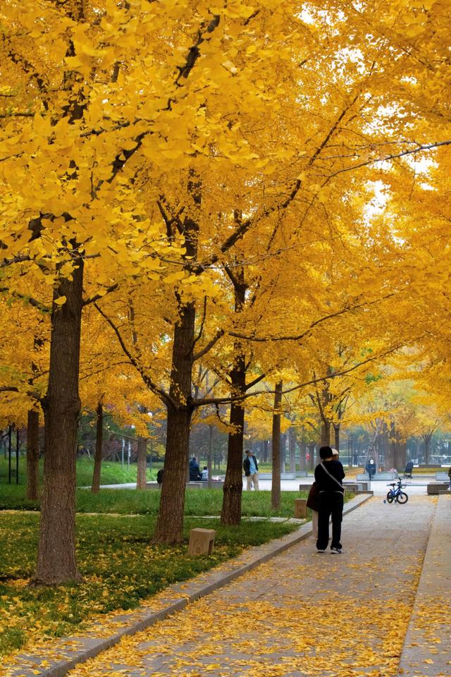 都跑去地坛看银杏了？北京中轴线南边的公园，藏着一处小众银杏林