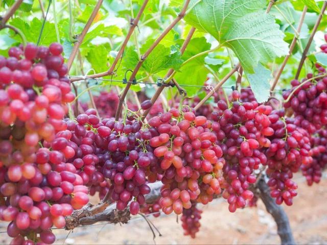 四川学生首个秋假来啦！和孩子一起解锁米易的N种玩法