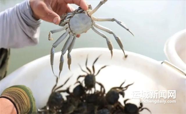 黄河一号旅游公路临猗段：黄河浪激处 大道谱新篇