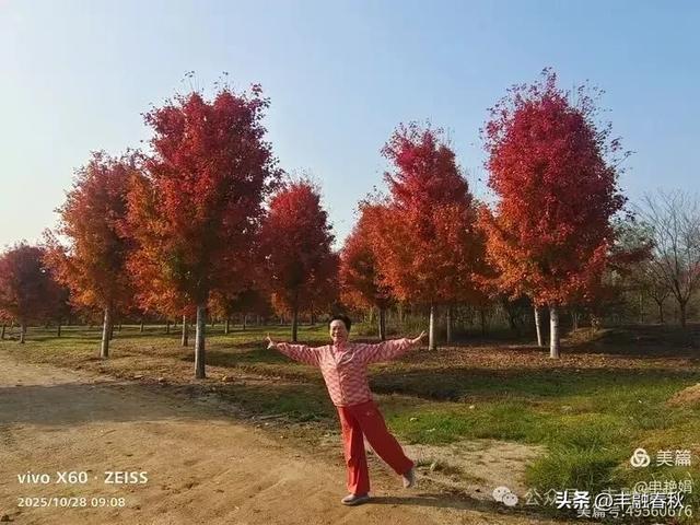 丹枫映秋，枫彩满楼｜申艳娟