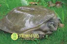 甲鱼的生活习性是什么样的,三分钟看完你就懂【全网聚焦】图片