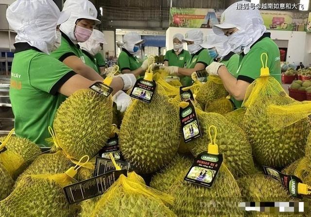 失去中国市场后，大量水果烂地里卖不出去，现在开始后悔得罪中国