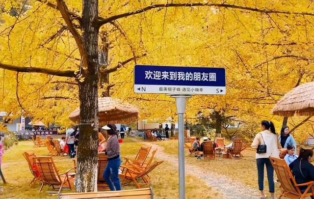 谁说广东没有秋天？这个“岭南银杏之乡”，轻松邂逅秋日浪漫