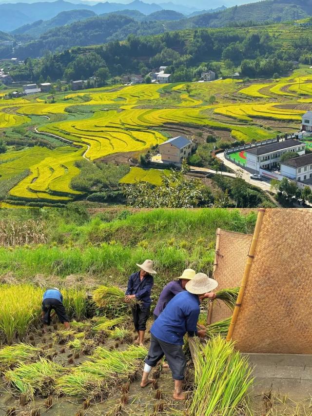 陕西居然藏了这片“天堂梯田”？秋风一吹，美成油画！