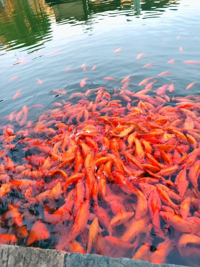 江西五日自由行：婺源弦高古城 《二十三》(2025·10·30～11·3)