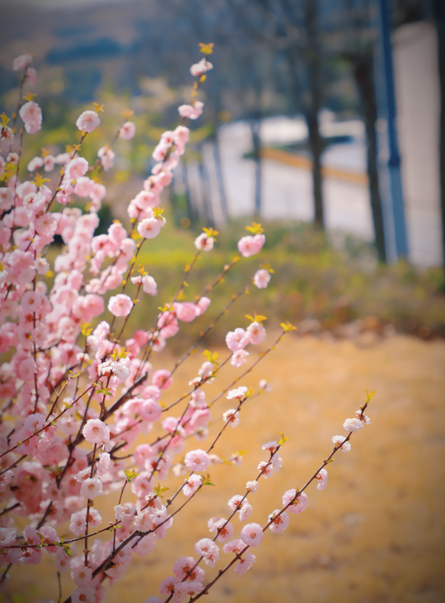 一次门票钱，免费一整年！潍坊5A级景区惠民年卡上线！