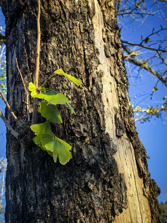 徒步八都岕黄金大道