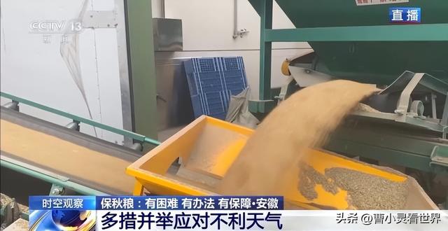 冷空气突袭！7400万亩秋粮抢收告急，农民连夜抢收保粮