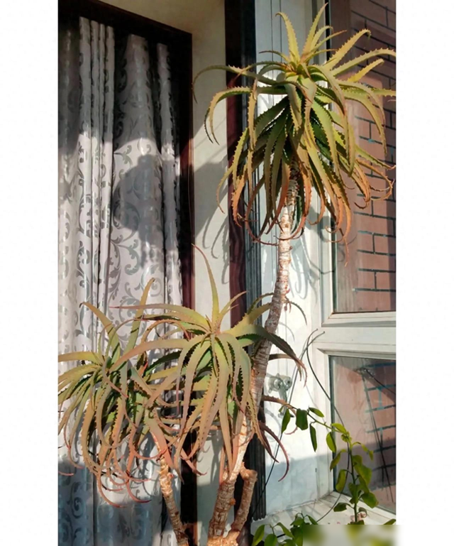 辽宁一阿姨，因“养出芦荟大树”而走红，比人还高大，太壮观了