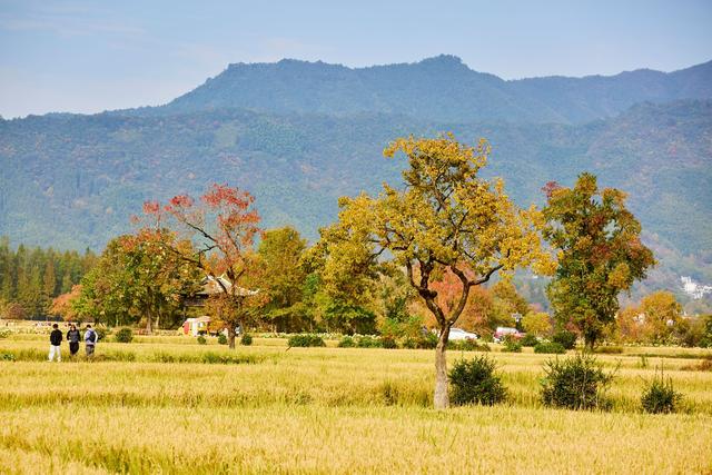 皖南塔川秋韵，正是从水墨到油画的季节，邂逅一场徽州的色彩盛宴
