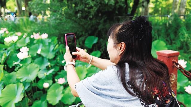 一池荷花 绽放酒泉夏日浪漫