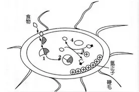 冯冯居士：从微生物学试证众生等有图片
