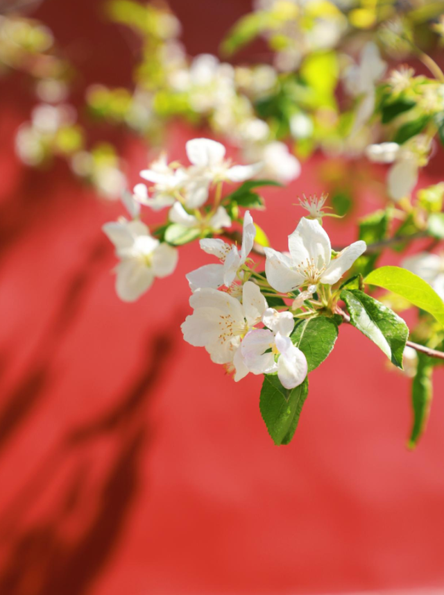 一次门票钱，免费一整年！潍坊5A级景区惠民年卡上线！