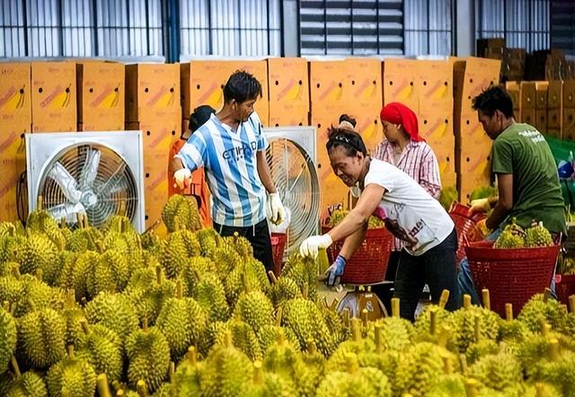 失去中国市场后，大量水果烂在地里卖不出去，才后悔“得罪”中国