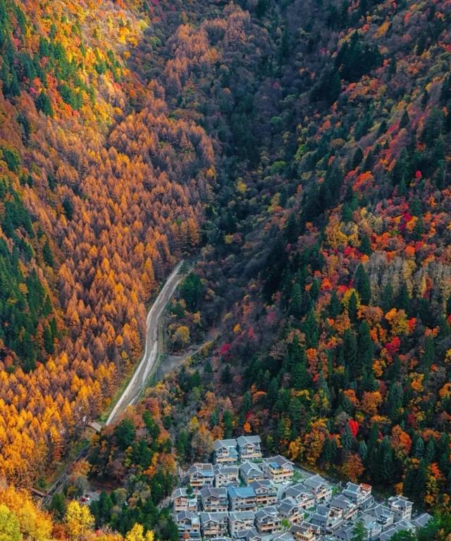 2025黑水彩林巅峰期实况：这6个隐秘机位让朋友圈求定位