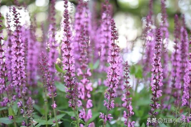 用佳能微距镜头拍出精美“花卉微距写真”的秘诀!