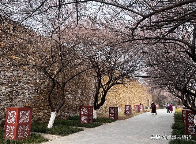 成都市区绿梅、青梅开花了，不用远去大邑，免费，非常惊艳！